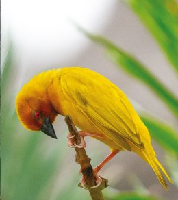 Ptaki i goryle. Afryka Wschodnia i Kongo: spotkanie globtroterów